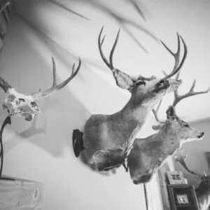 SKULL HOOKER CORNER SHOULDER MOUNT